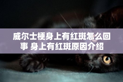 威爾士梗身上有紅斑怎么回事 身上有紅斑原因介紹