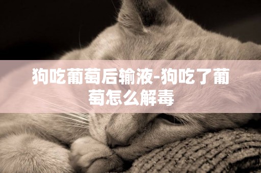 狗吃葡萄后輸液-狗吃了葡萄怎么解毒