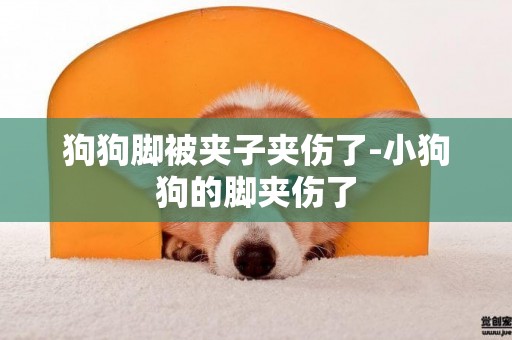 狗狗腳被夾子夾傷了-小狗狗的腳夾傷了