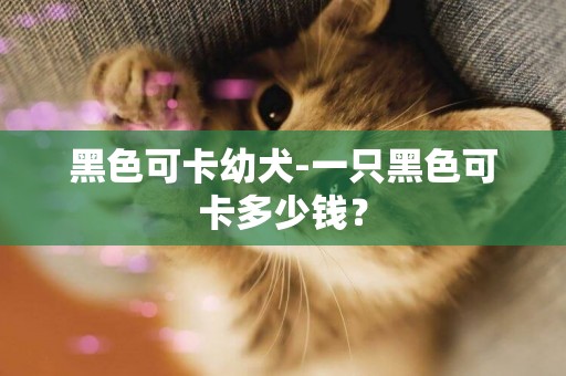 黑色可卡幼犬-一只黑色可卡多少錢？