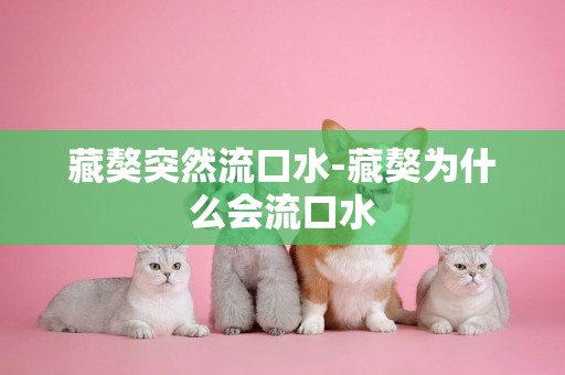 藏獒突然流口水-藏獒為什么會流口水