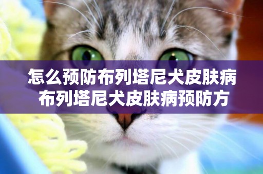 怎么預防布列塔尼犬皮膚病 布列塔尼犬皮膚病預防方法