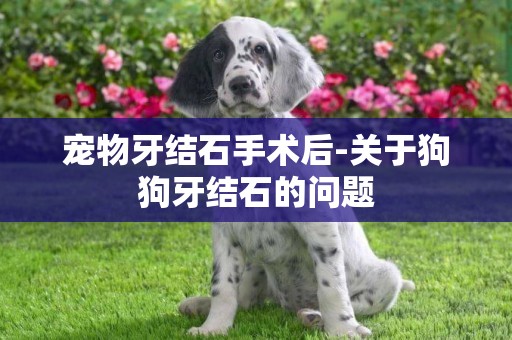 寵物牙結石手術后-關于狗狗牙結石的問題