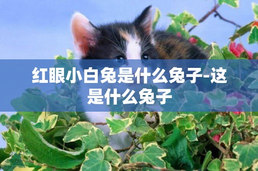 紅眼小白兔是什么兔子-這是什么兔子
