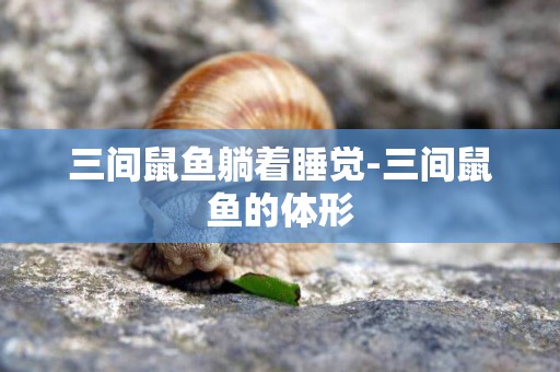 三間鼠魚躺著睡覺-三間鼠魚的體形