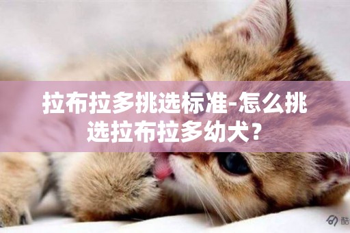 拉布拉多挑選標準-怎么挑選拉布拉多幼犬？