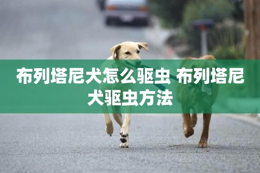 布列塔尼犬怎么驅蟲 布列塔尼犬驅蟲方法