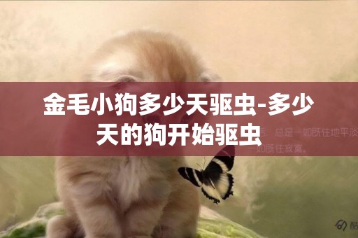 金毛小狗多少天驅蟲-多少天的狗開始驅蟲