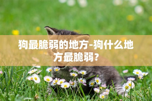 狗最脆弱的地方-狗什么地方最脆弱？