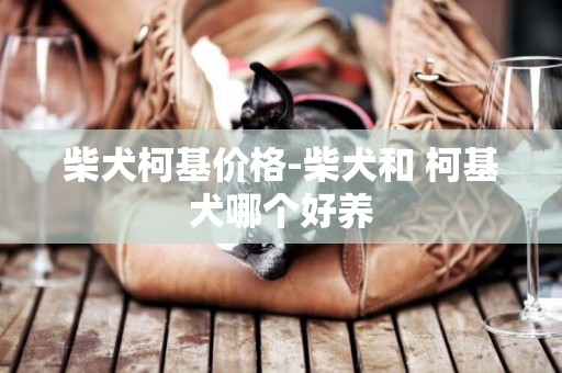 柴犬柯基價格-柴犬和 柯基犬哪個好養