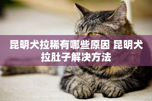 昆明犬拉稀有哪些原因 昆明犬拉肚子解決方法