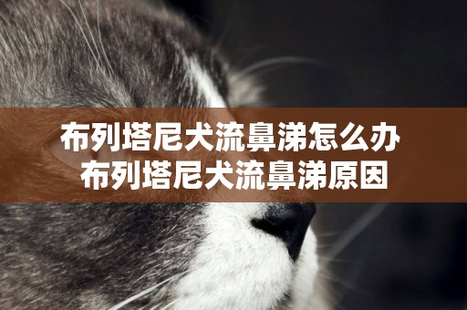 布列塔尼犬流鼻涕怎么辦 布列塔尼犬流鼻涕原因