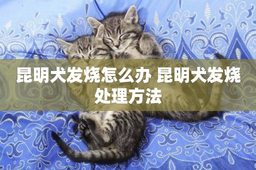 昆明犬發燒怎么辦 昆明犬發燒處理方法