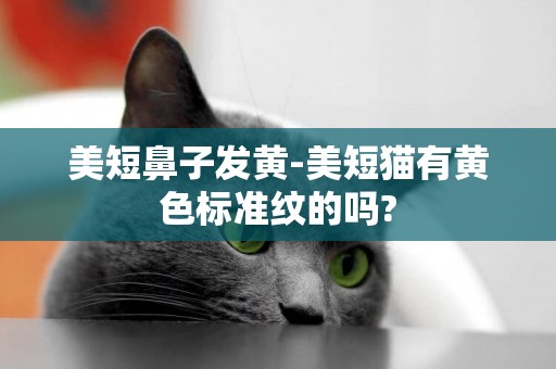 美短鼻子發黃-美短貓有黃色標準紋的嗎?