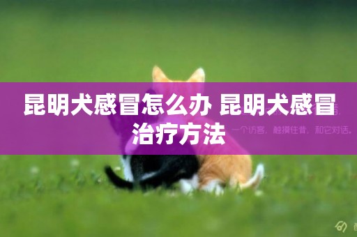昆明犬感冒怎么辦 昆明犬感冒治療方法