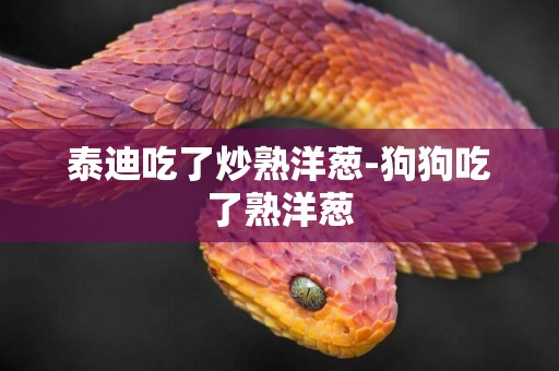 泰迪吃了炒熟洋蔥-狗狗吃了熟洋蔥