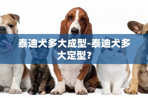泰迪犬多大成型-泰迪犬多大定型？