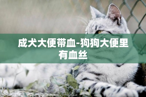 成犬大便帶血-狗狗大便里有血絲