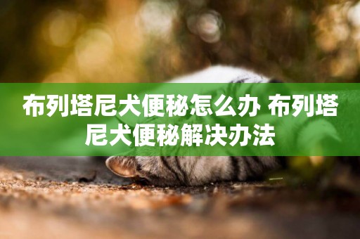布列塔尼犬便秘怎么辦 布列塔尼犬便秘解決辦法