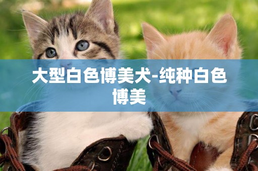 大型白色博美犬-純種白色博美