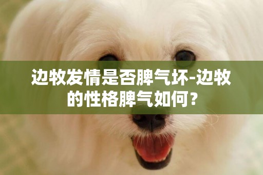 邊牧發情是否脾氣壞-邊牧的性格脾氣如何？