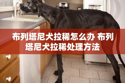 布列塔尼犬拉稀怎么辦 布列塔尼犬拉稀處理方法