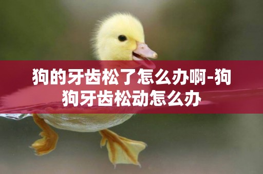 狗的牙齒松了怎么辦啊-狗狗牙齒松動怎么辦
