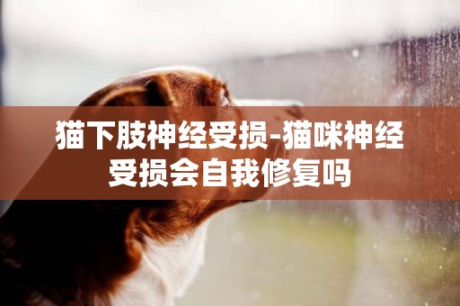 貓下肢神經受損-貓咪神經受損會自我修復嗎