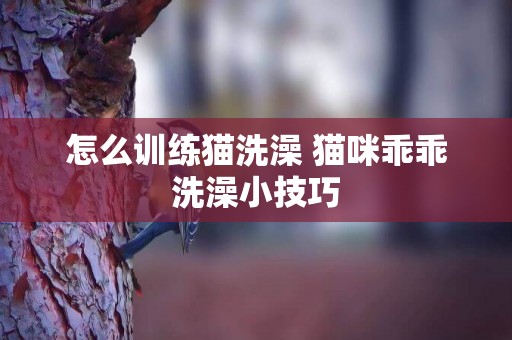 怎么訓練貓洗澡 貓咪乖乖洗澡小技巧