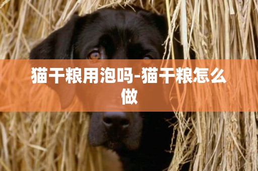 貓干糧用泡嗎-貓干糧怎么做