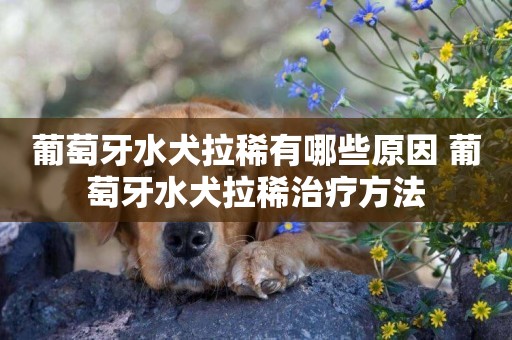 葡萄牙水犬拉稀有哪些原因 葡萄牙水犬拉稀治療方法