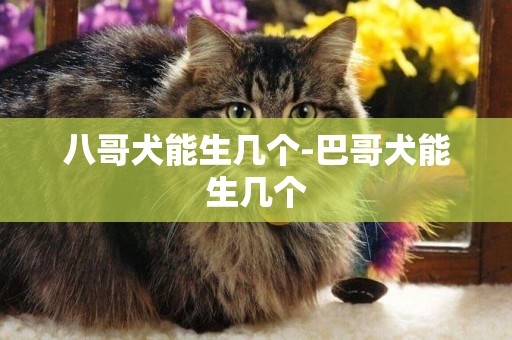 八哥犬能生幾個-巴哥犬能生幾個