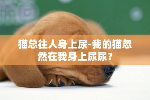 貓總往人身上尿-我的貓忽然在我身上尿尿？