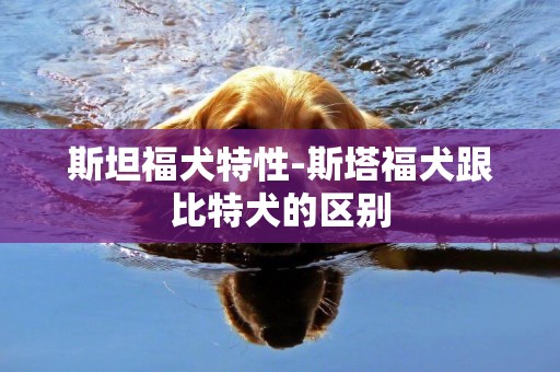 斯坦福犬特性-斯塔福犬跟比特犬的區別