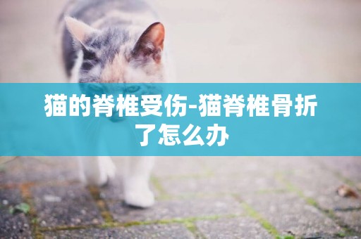 貓的脊椎受傷-貓脊椎骨折了怎么辦