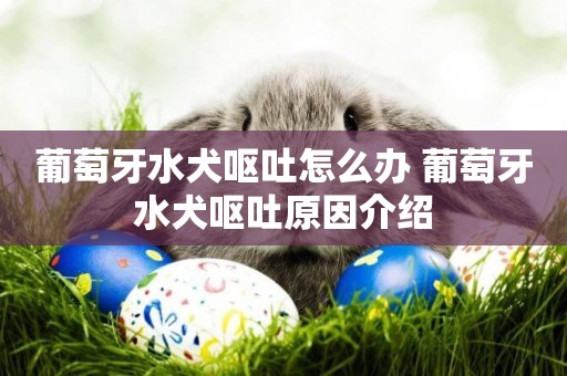 葡萄牙水犬嘔吐怎么辦 葡萄牙水犬嘔吐原因介紹