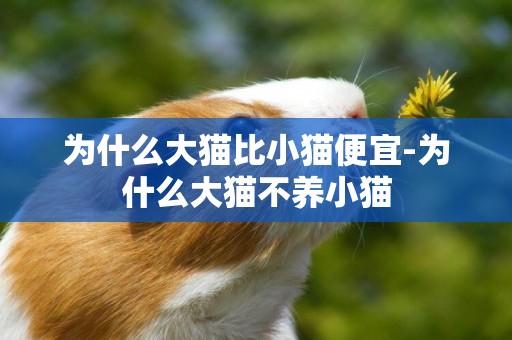 為什么大貓比小貓便宜-為什么大貓不養小貓