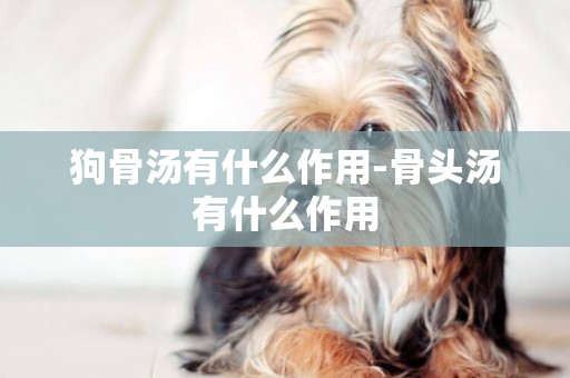 狗骨湯有什么作用-骨頭湯有什么作用