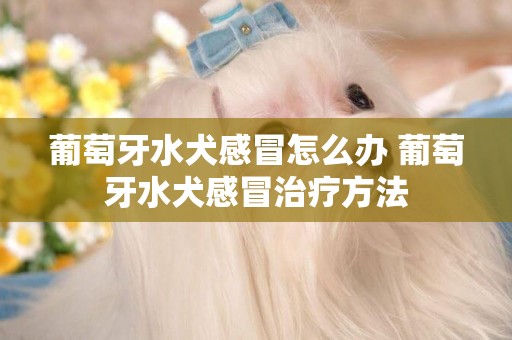 葡萄牙水犬感冒怎么辦 葡萄牙水犬感冒治療方法