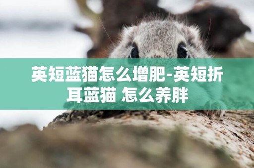 英短藍貓怎么增肥-英短折耳藍貓 怎么養胖