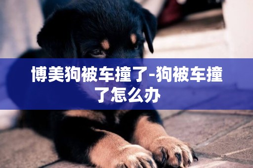 博美狗被車撞了-狗被車撞了怎么辦