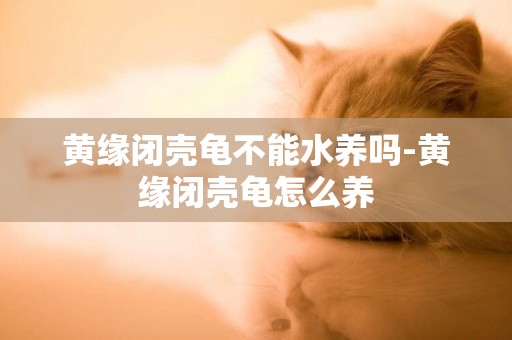 黃緣閉殼龜不能水養嗎-黃緣閉殼龜怎么養
