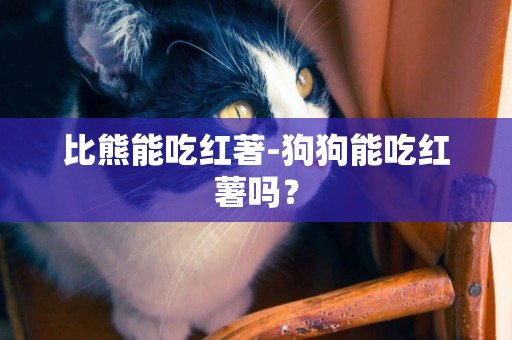 比熊能吃紅著-狗狗能吃紅薯嗎？