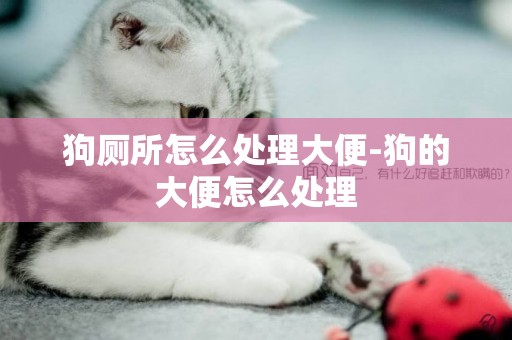 狗廁所怎么處理大便-狗的大便怎么處理