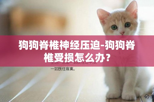 狗狗脊椎神經壓迫-狗狗脊椎受損怎么辦？