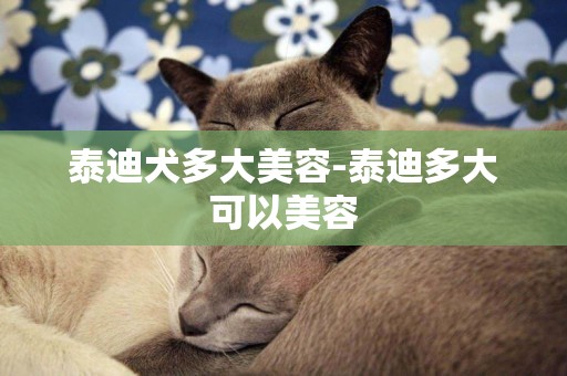 泰迪犬多大美容-泰迪多大可以美容