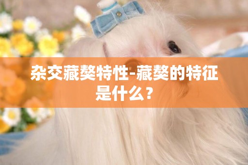 雜交藏獒特性-藏獒的特征是什么？