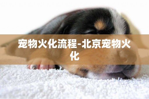 寵物火化流程-北京寵物火化