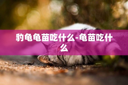 豹龜龜苗吃什么-龜苗吃什么