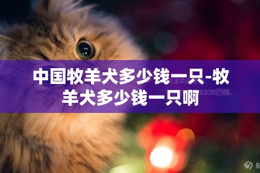 中國牧羊犬多少錢一只-牧羊犬多少錢一只啊
